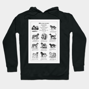 Dog Breeds 1915 Hoodie